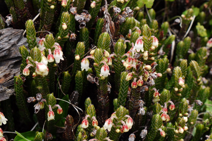 岩须Cassiope selaginoides