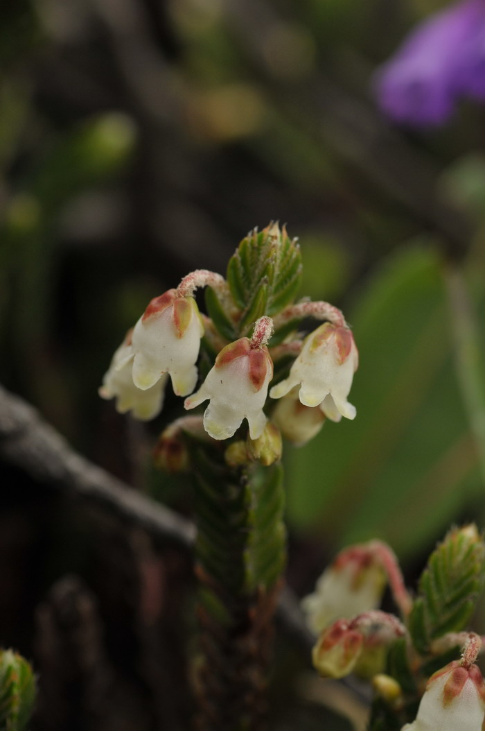 岩须Cassiope selaginoides