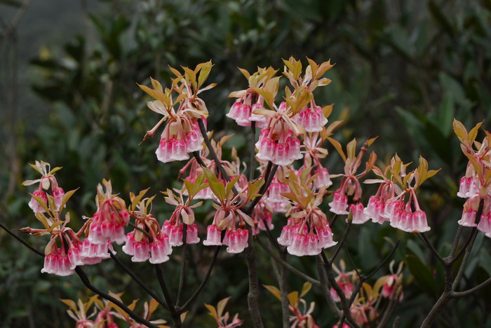 吊钟花Enkianthus quinqueflorus