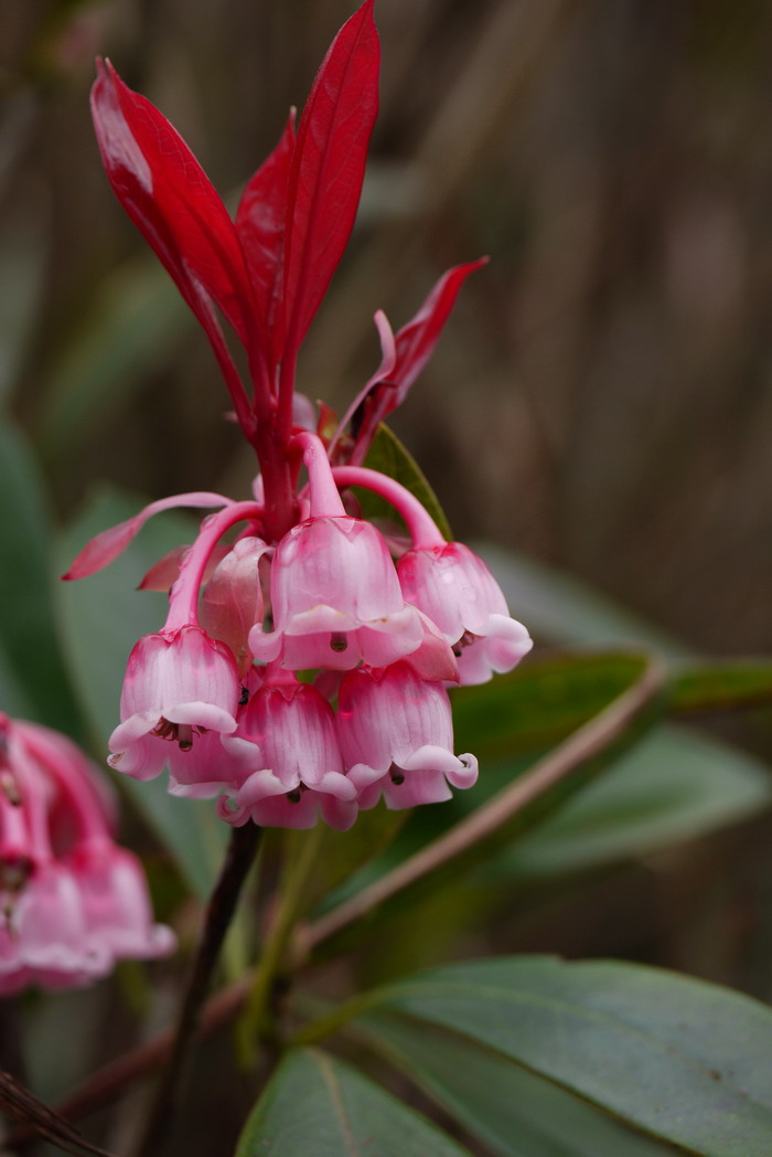 吊钟花Enkianthus quinqueflorus