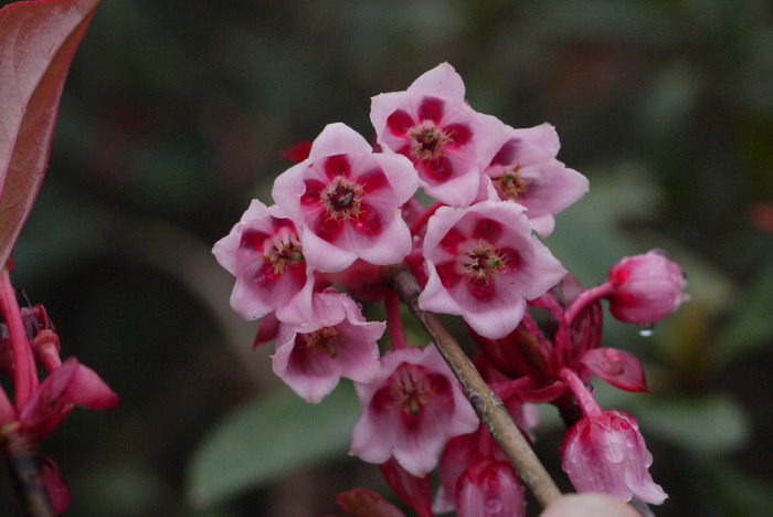 吊钟花Enkianthus quinqueflorus