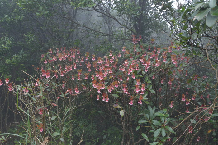 吊钟花Enkianthus quinqueflorus