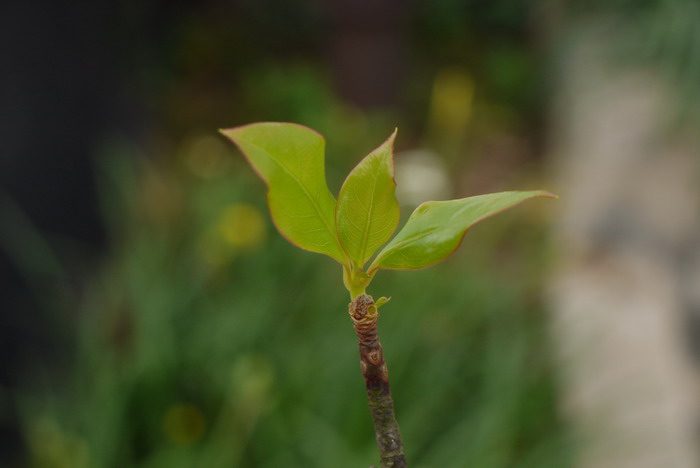 吊钟花Enkianthus quinqueflorus