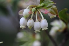 齿缘吊钟花Enkianthus serrulatus