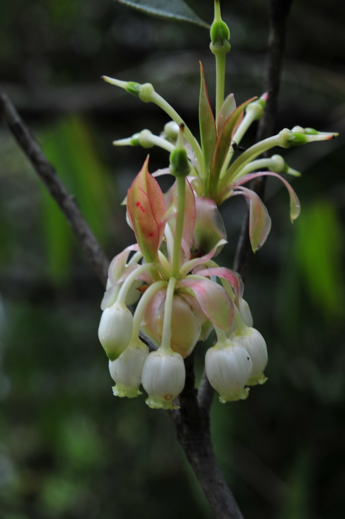 齿缘吊钟花Enkianthus serrulatus 齿缘吊钟花Enkianthus serrulatus