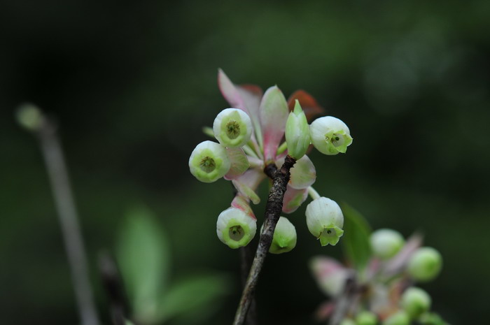 齿缘吊钟花Enkianthus serrulatus 齿缘吊钟花Enkianthus serrulatus