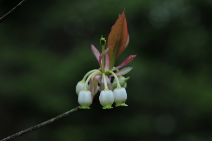 齿缘吊钟花Enkianthus serrulatus