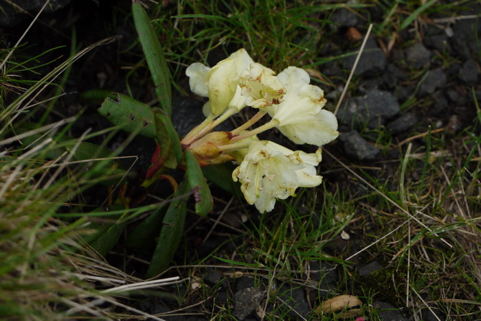 牛皮杜鹃Rhododendron aureum 牛皮杜鹃Rhododendron aureum