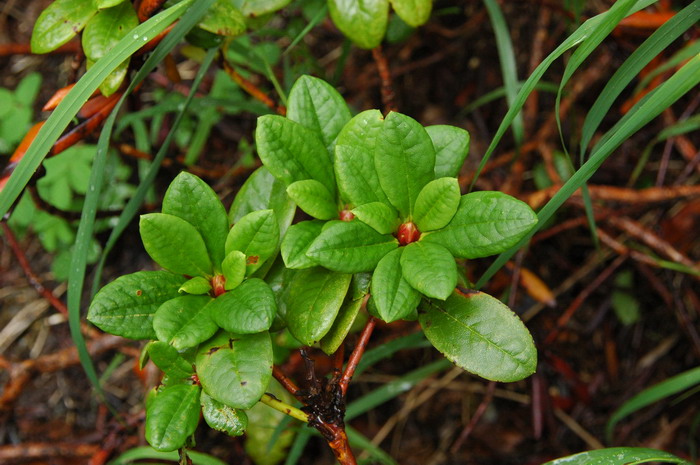 牛皮杜鹃Rhododendron aureum 牛皮杜鹃Rhododendron aureum
