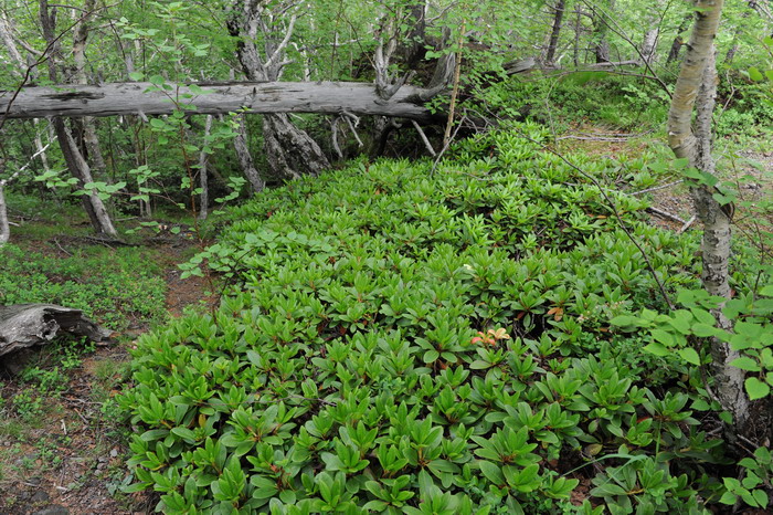 牛皮杜鹃Rhododendron aureum 牛皮杜鹃Rhododendron aureum