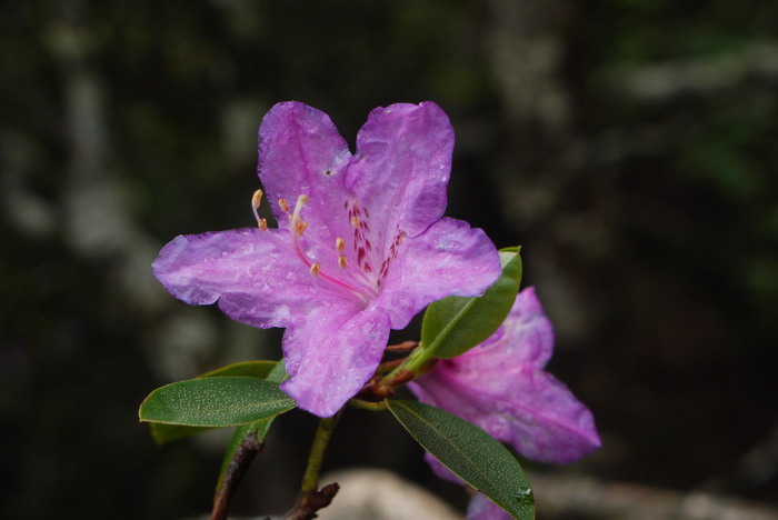 秀雅杜鹃Rhododendron concinnum