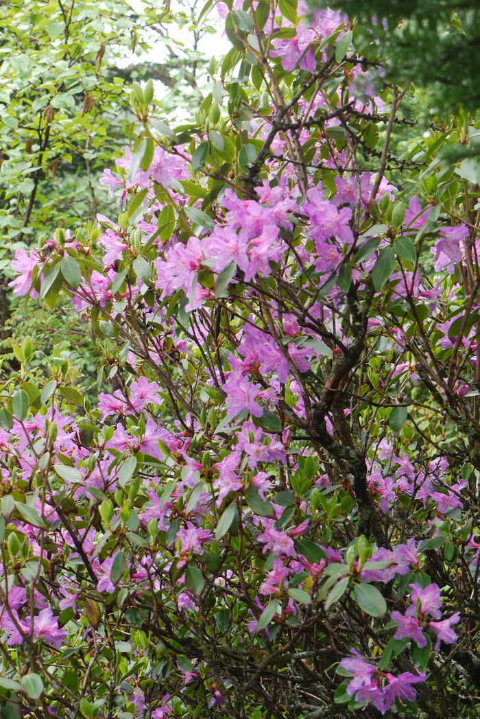 秀雅杜鹃Rhododendron concinnum