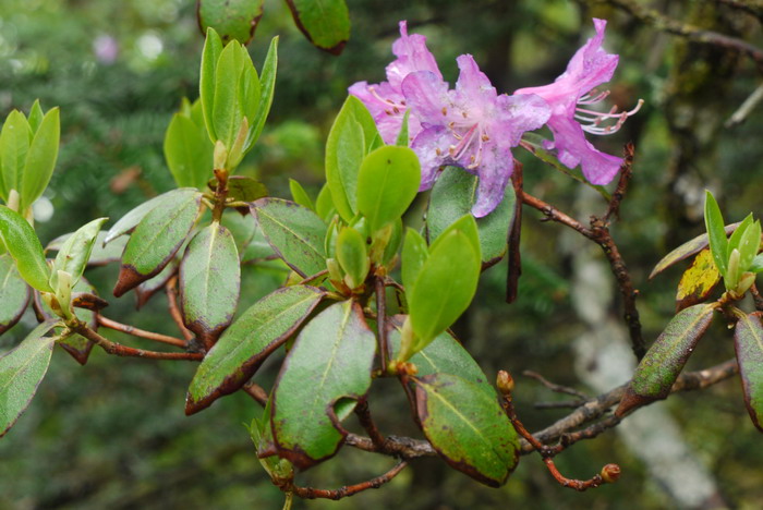 秀雅杜鹃Rhododendron concinnum