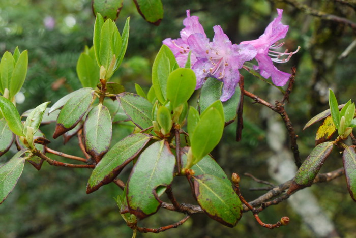 秀雅杜鹃Rhododendron concinnum 秀雅杜鹃Rhododendron concinnum
