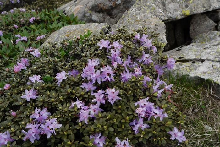 头花杜鹃Rhododendron capitatum