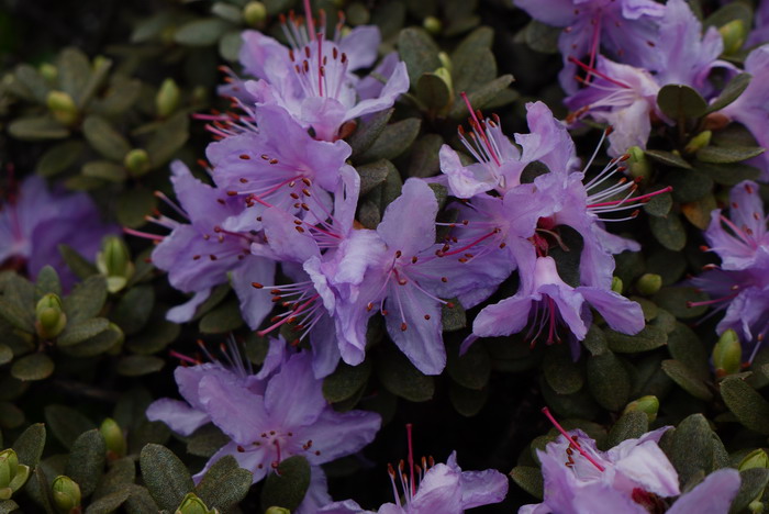 头花杜鹃Rhododendron capitatum 头花杜鹃Rhododendron capitatum