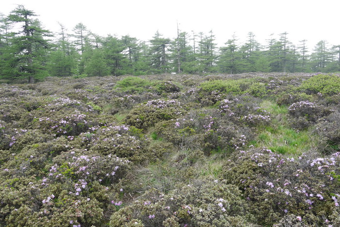 头花杜鹃Rhododendron capitatum 头花杜鹃Rhododendron capitatum