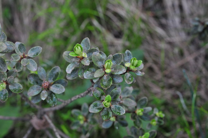 头花杜鹃Rhododendron capitatum