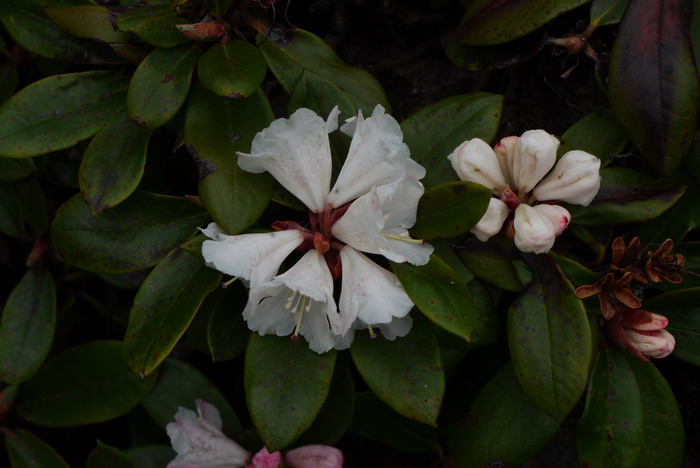 干净杜鹃Rhododendron detersile