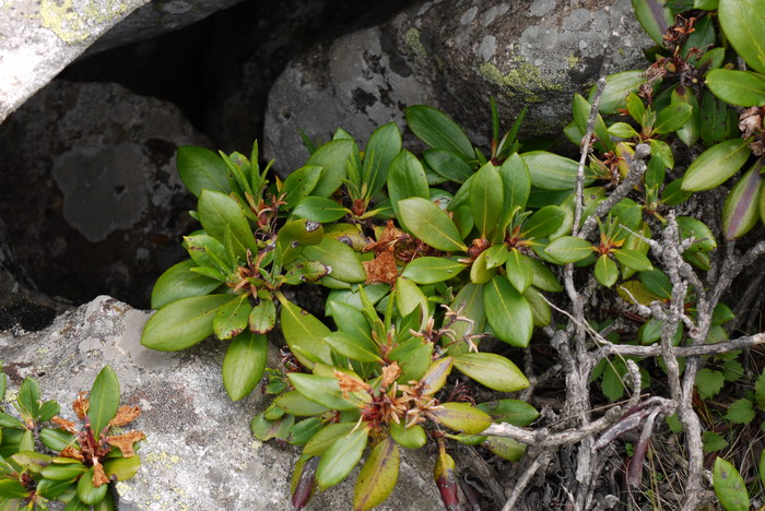 干净杜鹃Rhododendron detersile