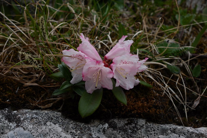干净杜鹃Rhododendron detersile