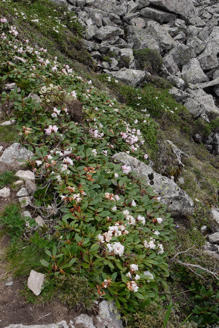 干净杜鹃Rhododendron detersile