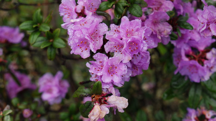 灰背杜鹃Rhododendron hippophaeoides 灰背杜鹃Rhododendron hippophaeoides