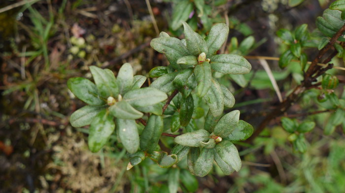 灰背杜鹃Rhododendron hippophaeoides 灰背杜鹃Rhododendron hippophaeoides