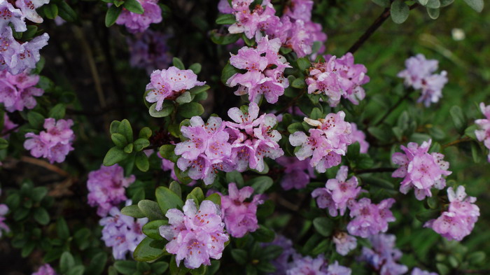 灰背杜鹃Rhododendron hippophaeoides
