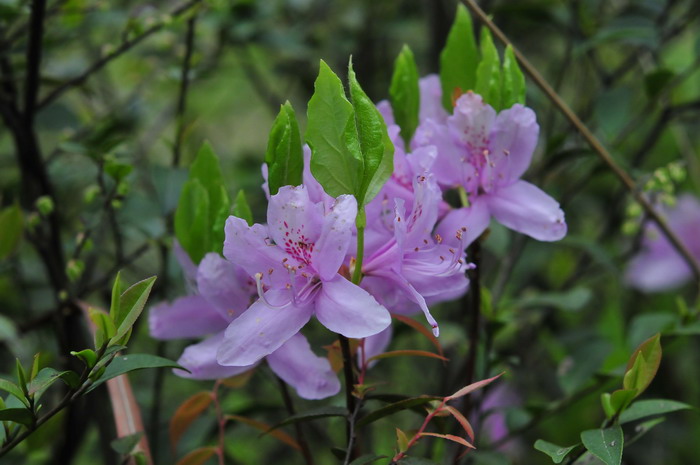 满山红Rhododendron mariesii 满山红Rhododendron mariesii