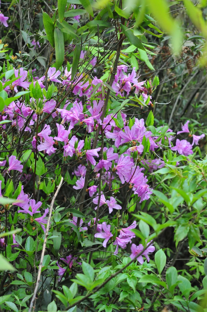 满山红Rhododendron mariesii 满山红Rhododendron mariesii