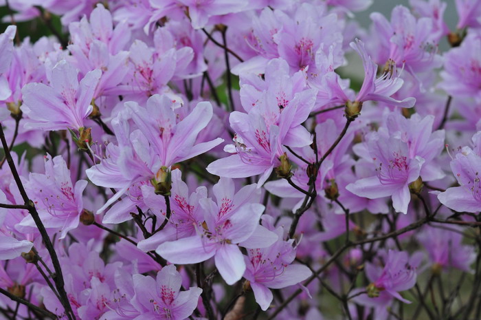 满山红Rhododendron mariesii 满山红Rhododendron mariesii