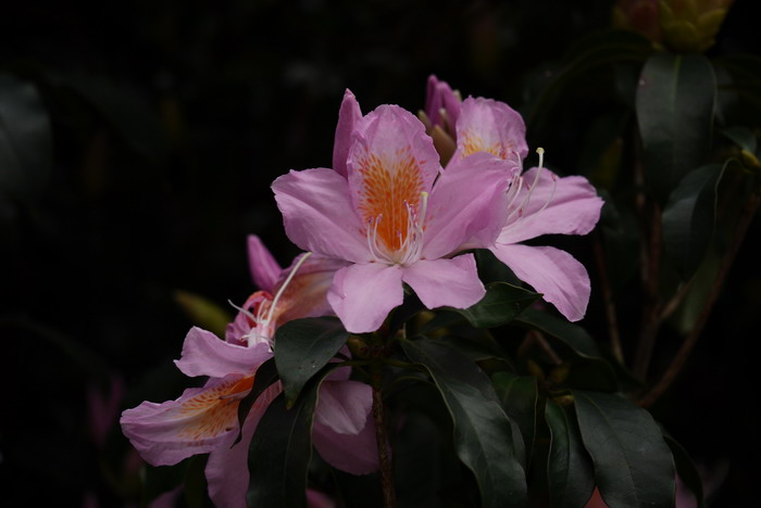 毛棉杜鹃花Rhododendron moulmainense