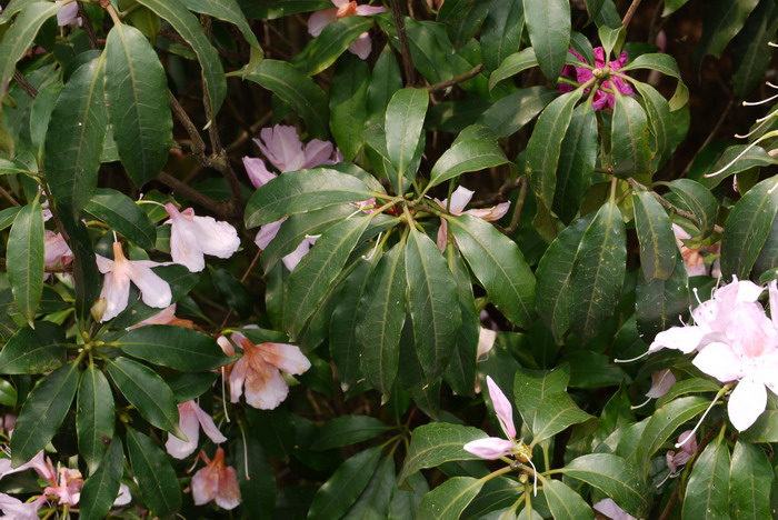 毛棉杜鹃花Rhododendron moulmainense