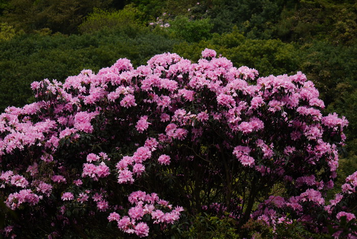毛棉杜鹃花Rhododendron moulmainense