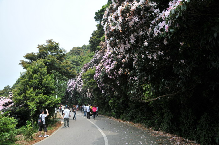 毛棉杜鹃花Rhododendron moulmainense