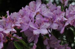 马银花Rhododendron ovatum
