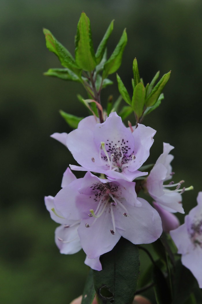 马银花Rhododendron ovatum 马银花Rhododendron ovatum