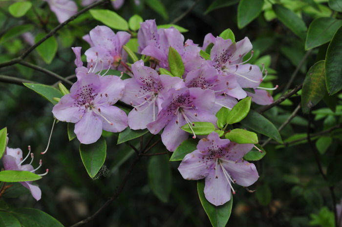 马银花Rhododendron ovatum