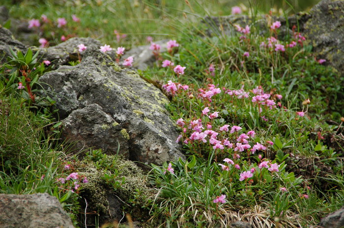 云间杜鹃Rhododendron redowskianum 云间杜鹃Rhododendron redowskianum