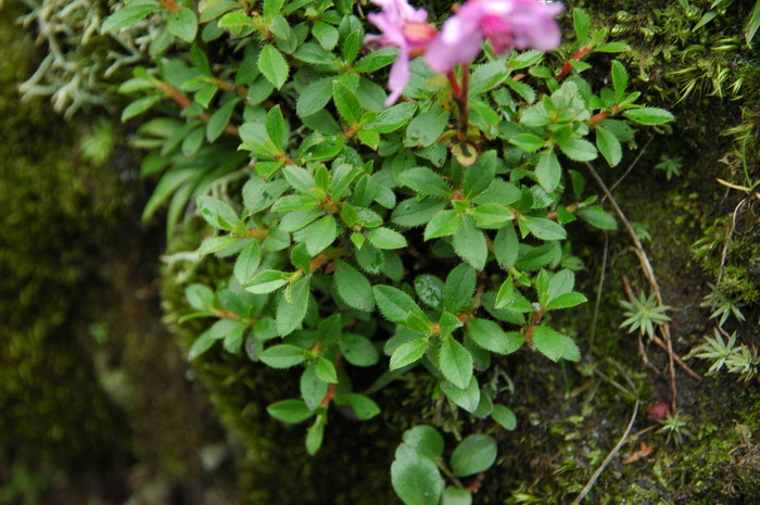云间杜鹃Rhododendron redowskianum