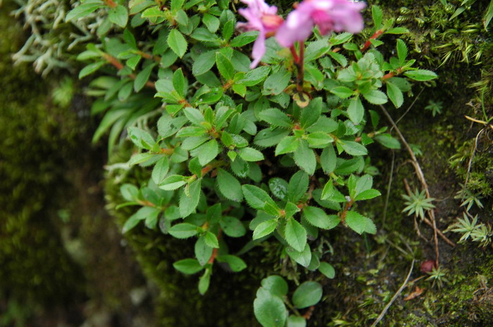 云间杜鹃Rhododendron redowskianum 云间杜鹃Rhododendron redowskianum