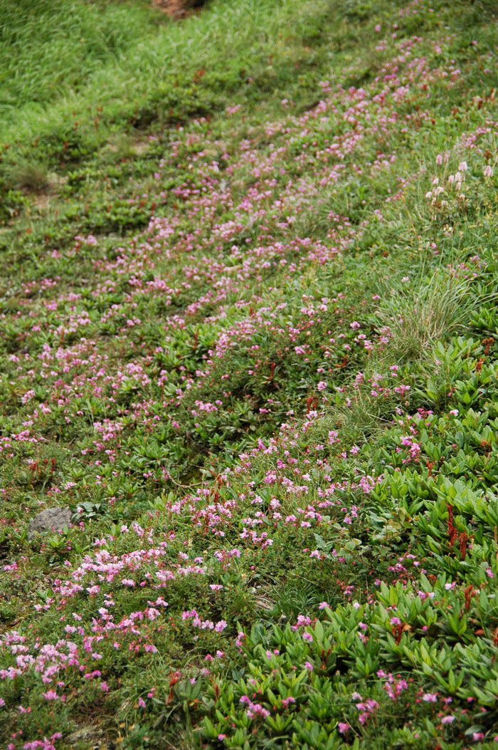 云间杜鹃Rhododendron redowskianum