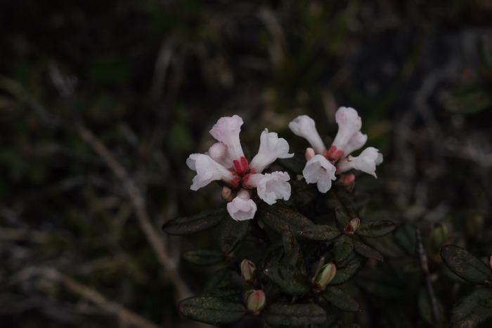 樱草杜鹃Rhododendron primulaeflorum