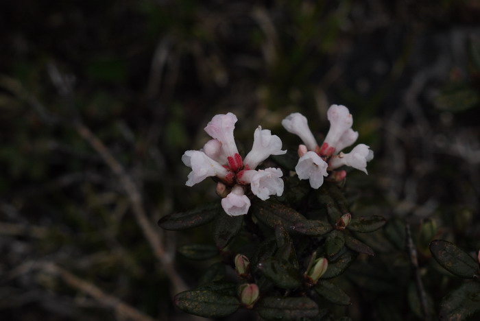 樱草杜鹃Rhododendron primulaeflorum 樱草杜鹃Rhododendron primulaeflorum