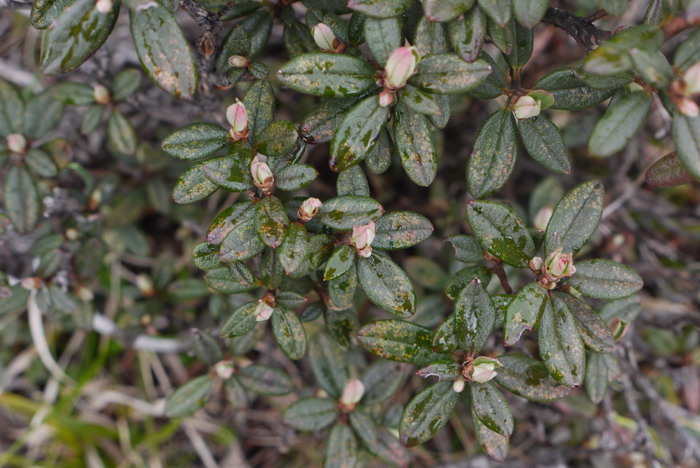 樱草杜鹃Rhododendron primulaeflorum