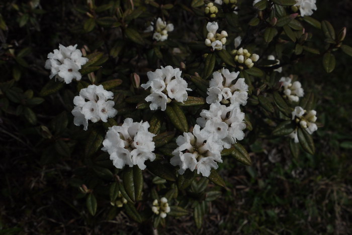 樱草杜鹃Rhododendron primulaeflorum