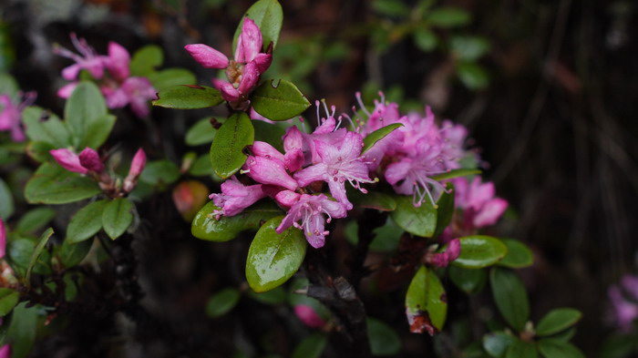 腋花杜鹃Rhododendron racemosum 腋花杜鹃Rhododendron racemosum