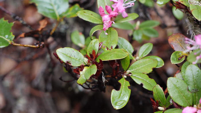 腋花杜鹃Rhododendron racemosum 腋花杜鹃Rhododendron racemosum