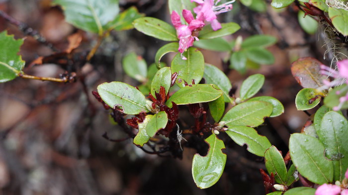 腋花杜鹃Rhododendron racemosum